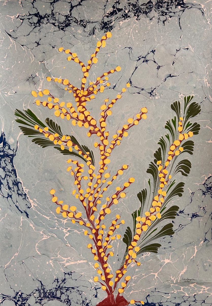 Mimoza çiçeği 4