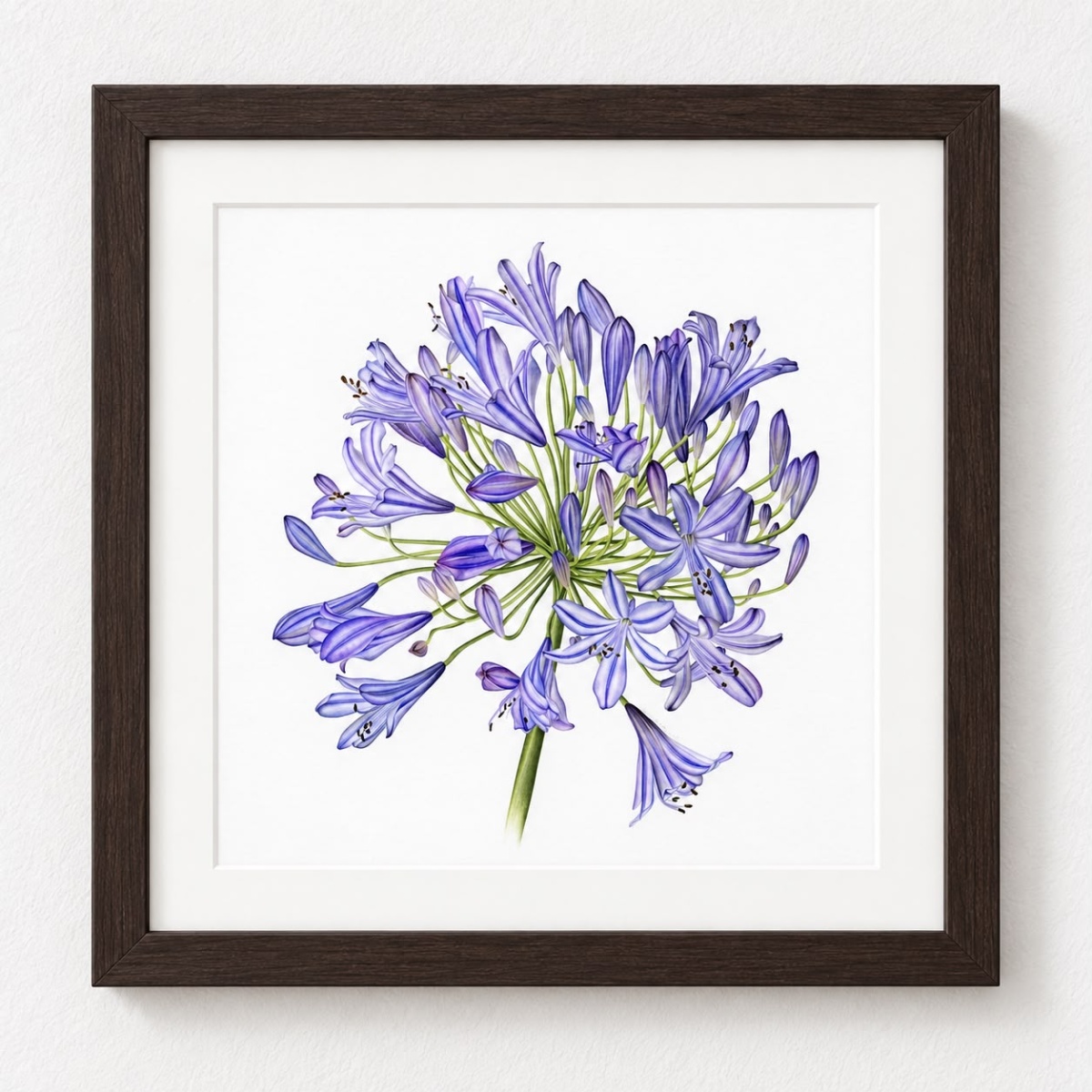 Agapanthus